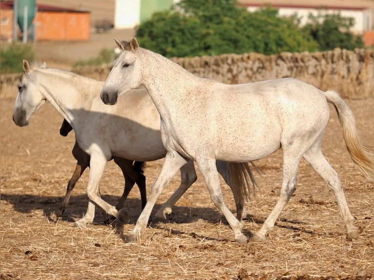 Lusitano Giumenta 7 Anni 161 cm Grigio in Navas Del Madroño