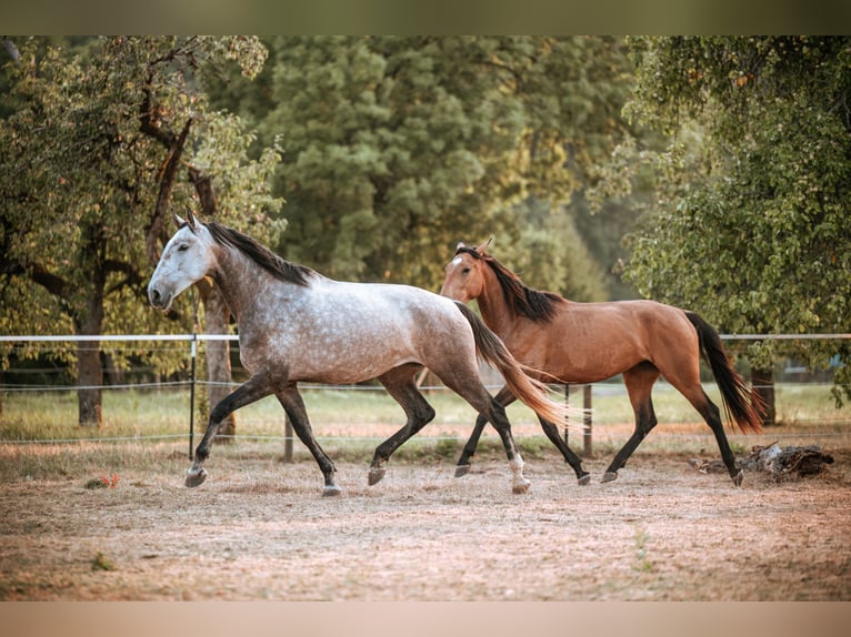 Lusitano Giumenta 7 Anni 170 cm Grigio in Lauchringen