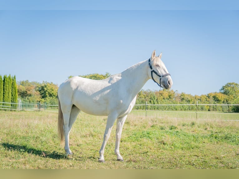 Lusitano Giumenta 8 Anni 148 cm Grigio in Finsing