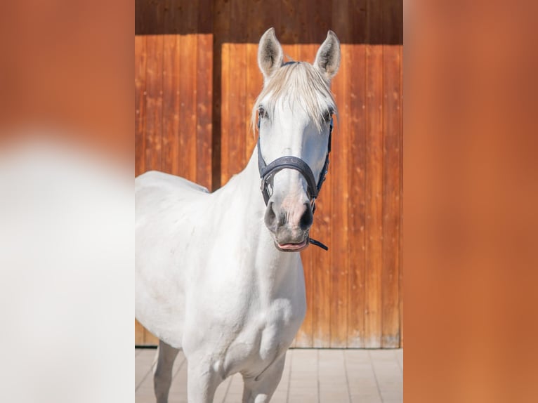Lusitano Giumenta 8 Anni 148 cm Grigio in Finsing