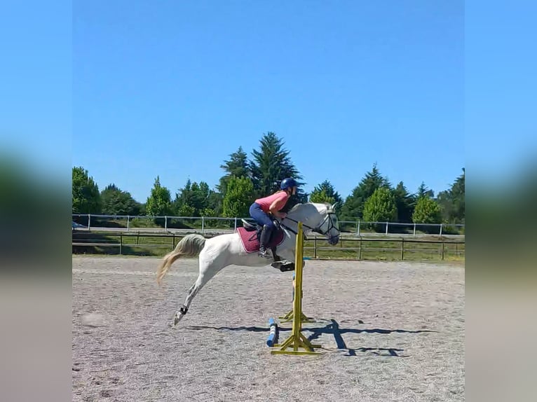 Lusitano Giumenta 8 Anni 148 cm Grigio in Finsing