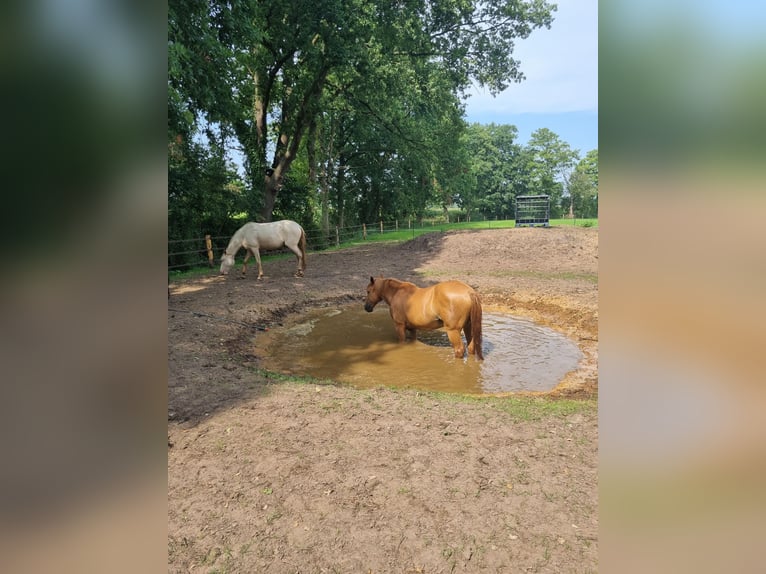 Lusitano Giumenta 8 Anni 150 cm Perlino in Zenderen