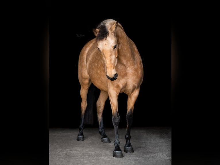 Lusitano Giumenta 8 Anni 154 cm Pelle di daino in Ratzeburg