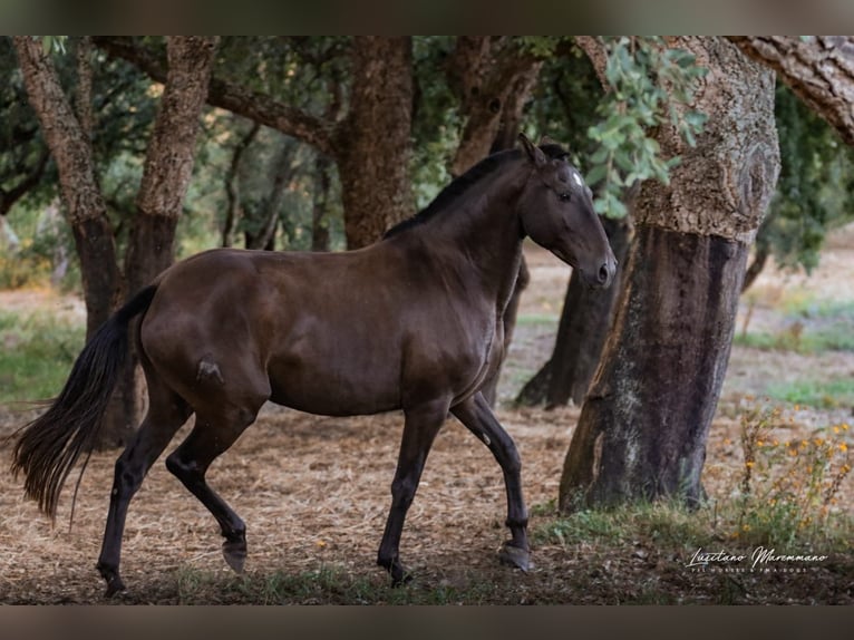 Lusitano Giumenta 8 Anni 157 cm Baio scuro in Rio Maior