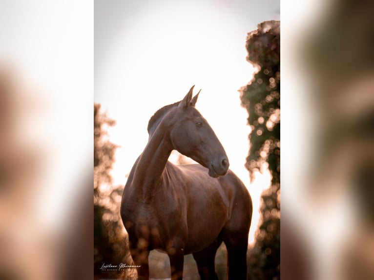 Lusitano Giumenta 8 Anni 157 cm Baio scuro in Rio Maior