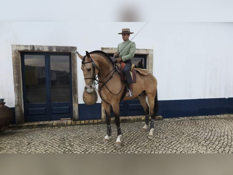 Lusitano Giumenta 8 Anni 157 cm Baio scuro in Rio Maior