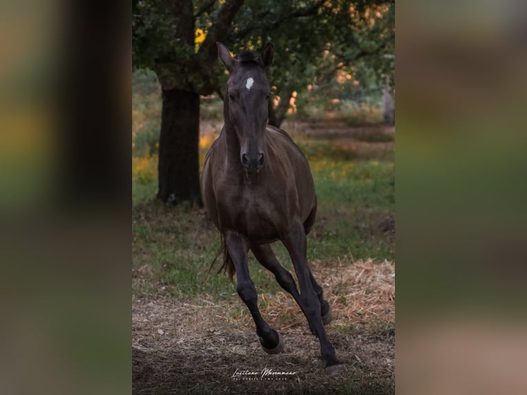 Lusitano Giumenta 8 Anni 157 cm Baio scuro in Rio Maior