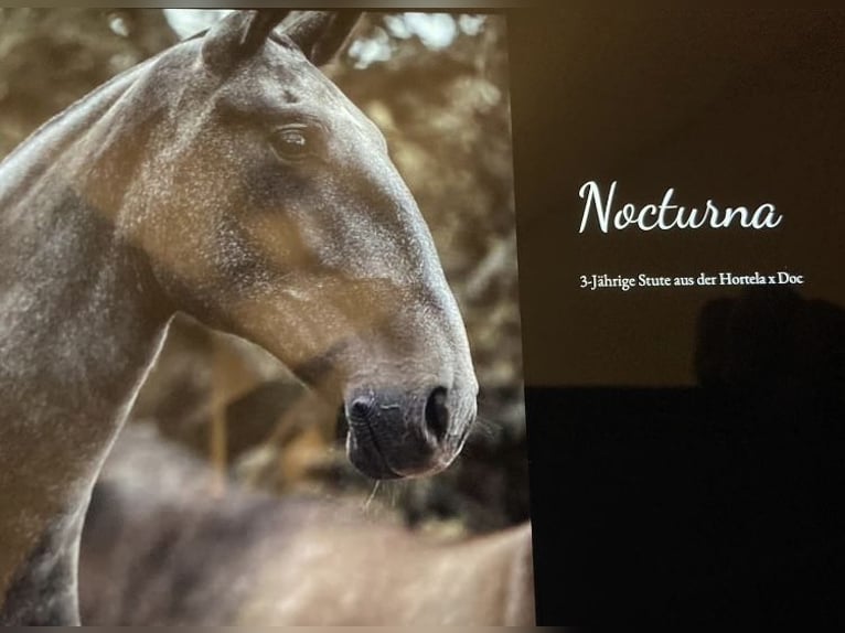Lusitano Giumenta 8 Anni 159 cm Grigio trotinato in Postfeld