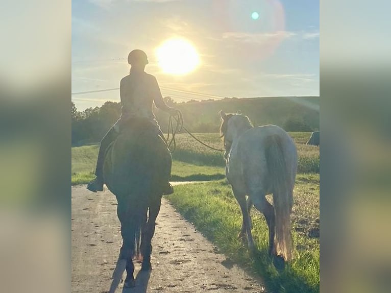 Lusitano Giumenta 8 Anni 160 cm Falbo in Bebra