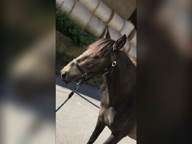 Lusitano Giumenta 8 Anni 160 cm Falbo in Bebra