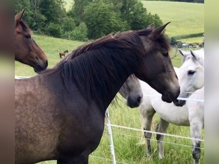 Lusitano Giumenta 8 Anni 160 cm Falbo in Bebra