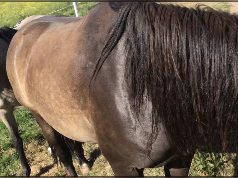 Lusitano Giumenta 8 Anni 160 cm Falbo in Bebra