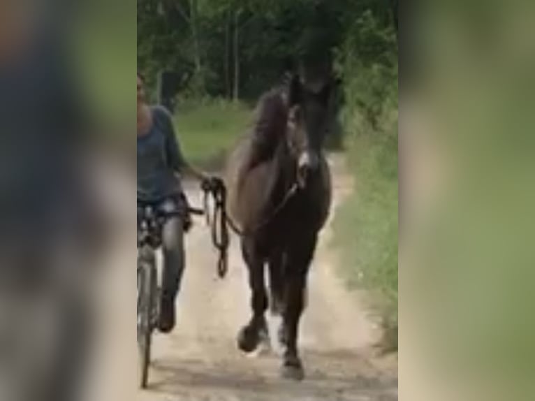 Lusitano Giumenta 8 Anni 160 cm Falbo in Bebra