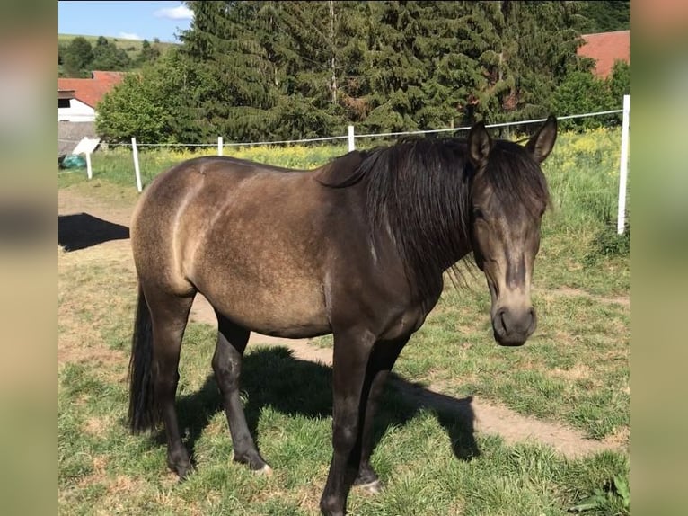 Lusitano Giumenta 8 Anni 160 cm Falbo in Bebra