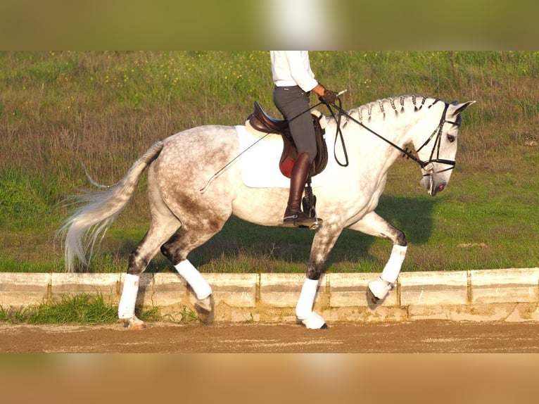 Lusitano Giumenta 8 Anni 167 cm Grigio in NAVAS DEL MADRONO