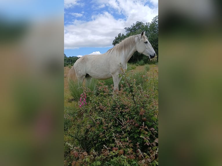 Lusitano Giumenta 8 Anni Bianco in Teixoso