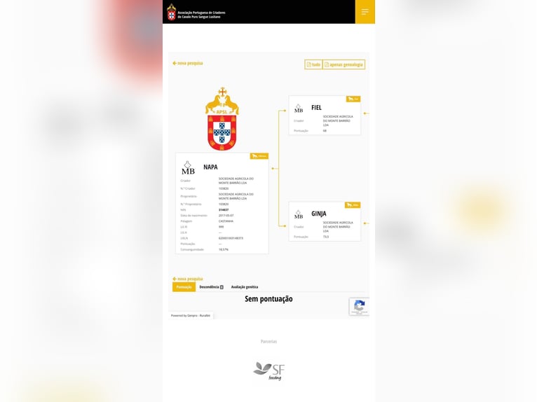 Lusitano Giumenta 9 Anni 155 cm Baio scuro in Zakupy