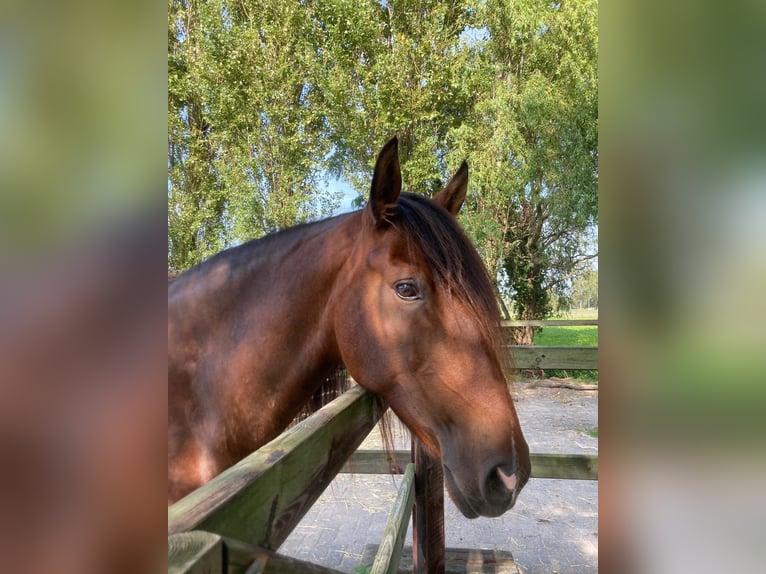 Lusitano Giumenta 9 Anni 156 cm Baio in Beinsdorp