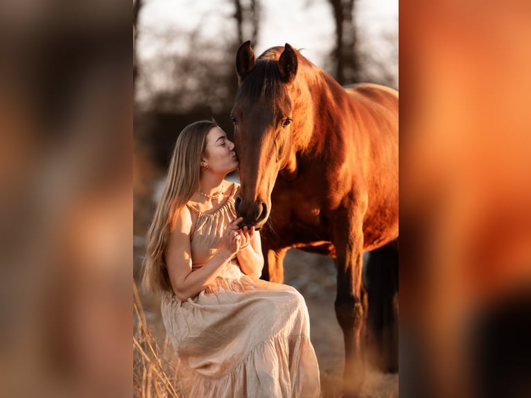 Lusitano Giumenta 9 Anni 158 cm Baio in Kiel