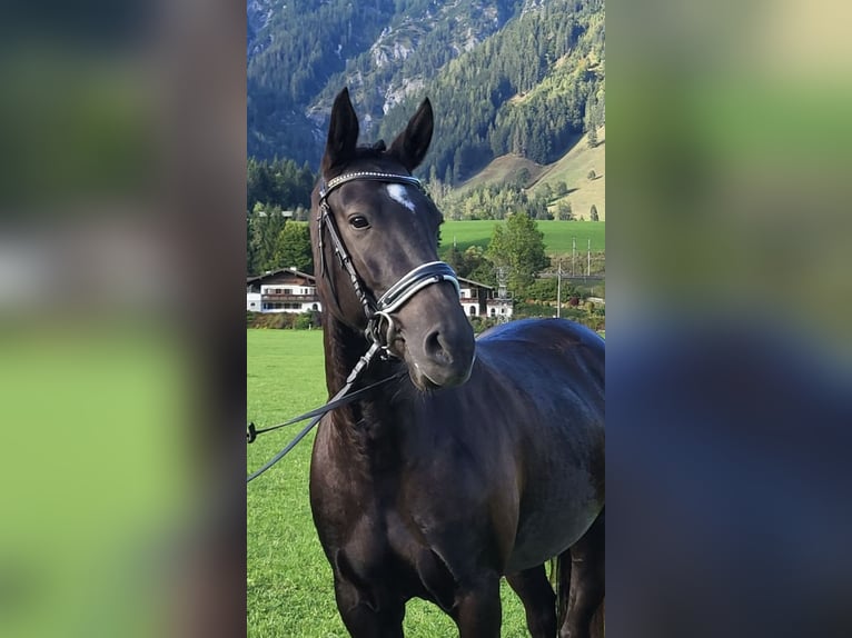 Lusitano Giumenta 9 Anni 160 cm Baio nero in Leogang