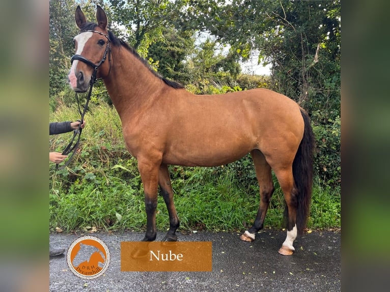 Lusitano Giumenta 9 Anni 164 cm Baio chiaro in Loughrea