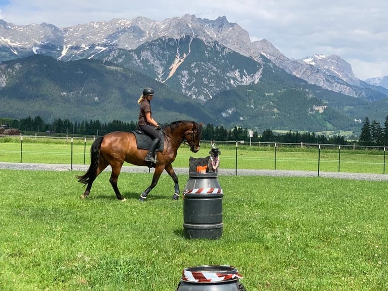 Lusitano Giumenta 9 Anni 164 cm Baio in Leogang