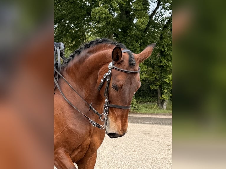 Lusitano Giumenta 9 Anni 165 cm Baio in Bergen op Zoom
