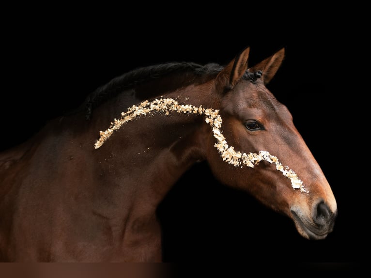 Lusitano Giumenta 9 Anni 165 cm Baio in Bergen op Zoom