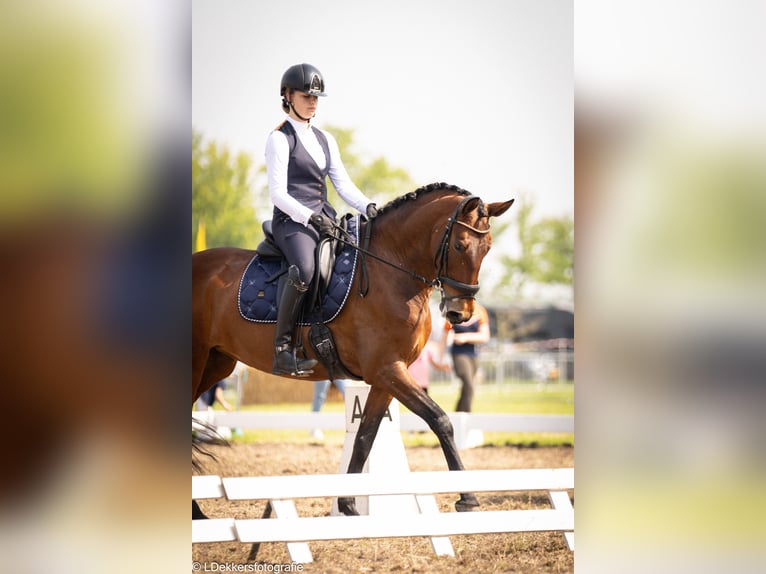 Lusitano Giumenta 9 Anni 165 cm Baio in Bergen op Zoom