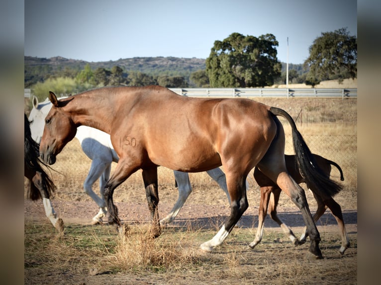 Lusitano Giumenta 9 Anni 166 cm Baio in Valdecaballeros