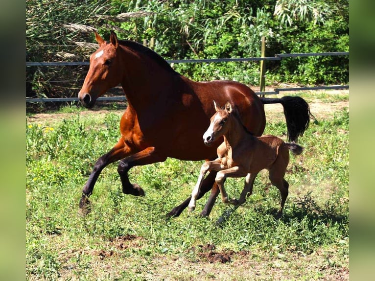 Lusitano Giumenta Puledri
 (04/2024) 125 cm Baio in Brenthonne