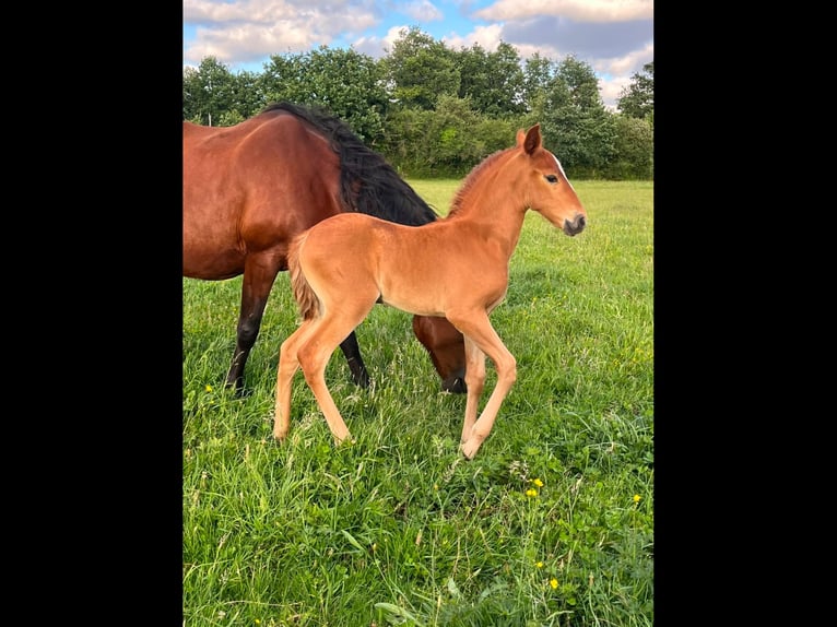 Lusitano Giumenta Puledri (05/2026) 130 cm Sauro in Sucé sur Erdre