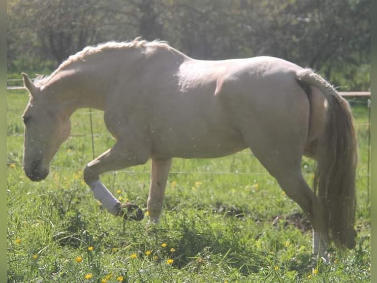 Lusitano Giumenta Puledri (05/2026) 130 cm Sauro in Sucé sur Erdre