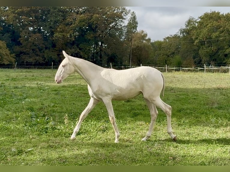 Lusitano Giumenta Puledri (03/2025) 135 cm Cremello in Guérande Lusitano Giumenta Puledri (03/2025) 135 cm Cremello in Guérande