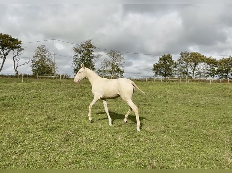 Lusitano Giumenta Puledri (03/2025) 135 cm Cremello in Guérande Lusitano Giumenta Puledri (03/2025) 135 cm Cremello in Guérande