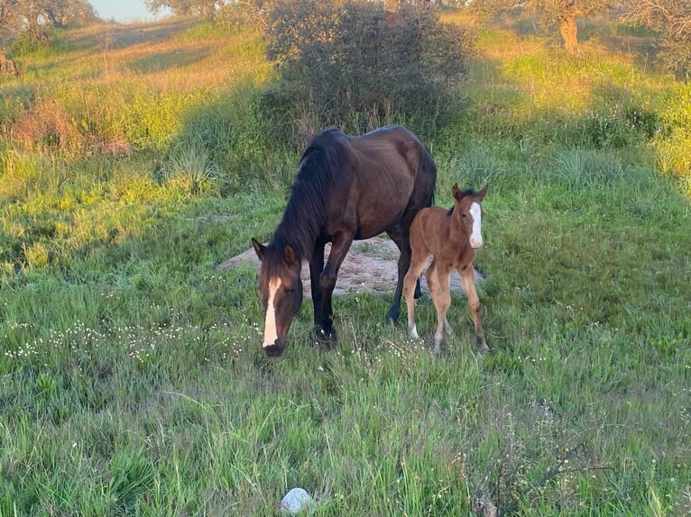 Lusitano Giumenta Puledri (05/2024) 145 cm Baio in Anahuir