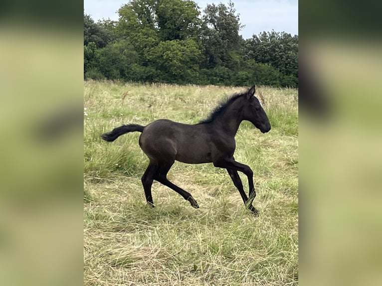 Lusitano Giumenta Puledri
 (06/2024) 155 cm Falbo baio in Thouare sur Loire