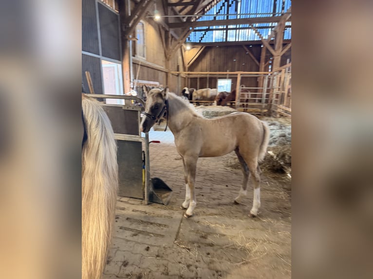 Lusitano Mix Giumenta Puledri (06/2026) 155 cm Palomino in Beutelsbach
