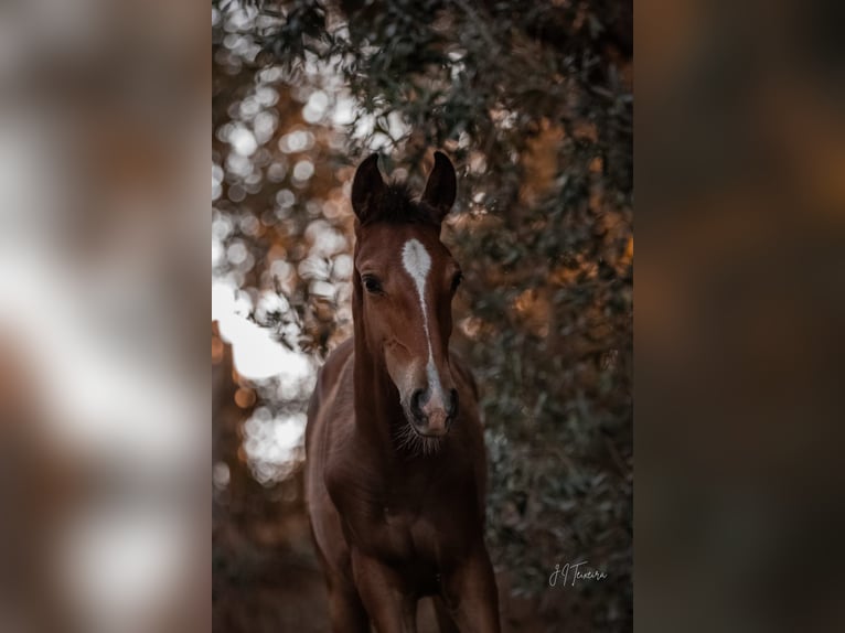 Lusitano Giumenta Puledri
 (02/2024) 158 cm Baio in Rio Major