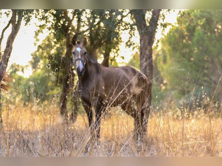 Lusitano Giumenta Puledri (03/2024) 159 cm Pelle di daino in Rio Maior