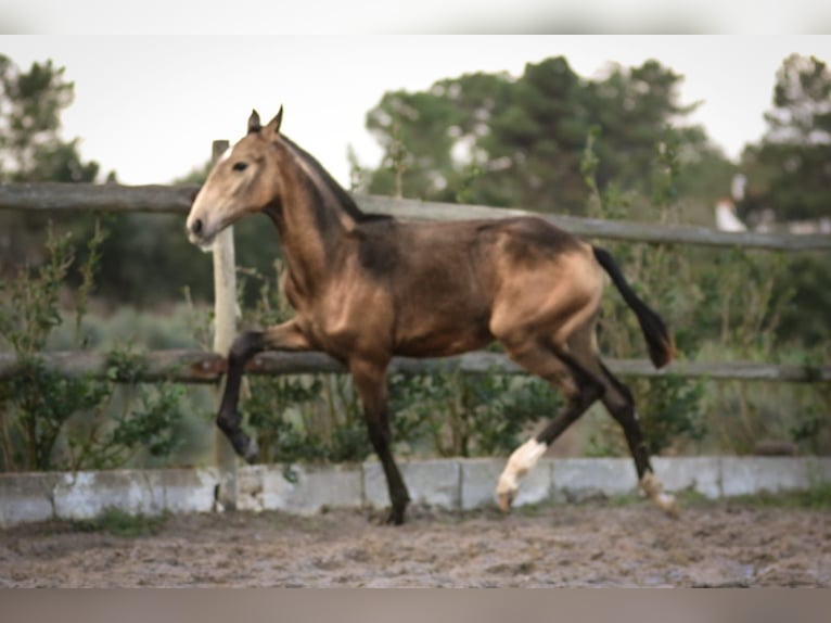 Lusitano Giumenta Puledri (03/2024) 159 cm Pelle di daino in Rio Maior