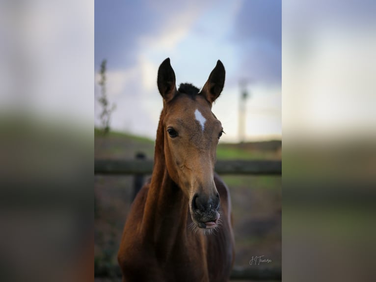 Lusitano Giumenta Puledri (03/2024) 159 cm Pelle di daino in Rio Maior