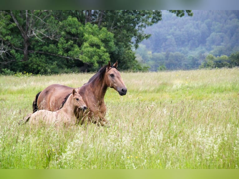 Lusitano Giumenta Puledri (05/2024) 160 cm Falbo in Fuchstal