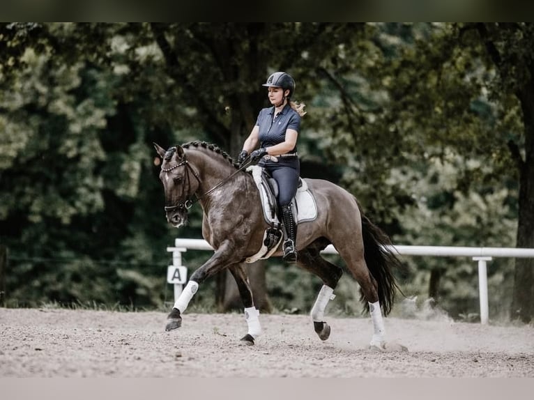 Lusitano Giumenta Puledri (05/2024) 160 cm Falbo in Fuchstal