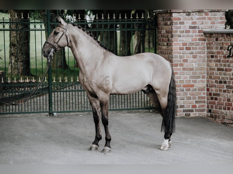 Lusitano Giumenta Puledri (05/2024) 160 cm Falbo in Fuchstal