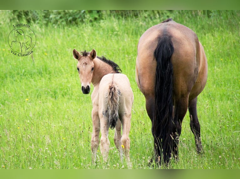 Lusitano Giumenta Puledri (05/2024) 160 cm Falbo in Fuchstal