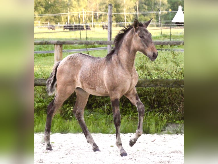 Lusitano Giumenta Puledri (05/2024) 160 cm Falbo in Fuchstal