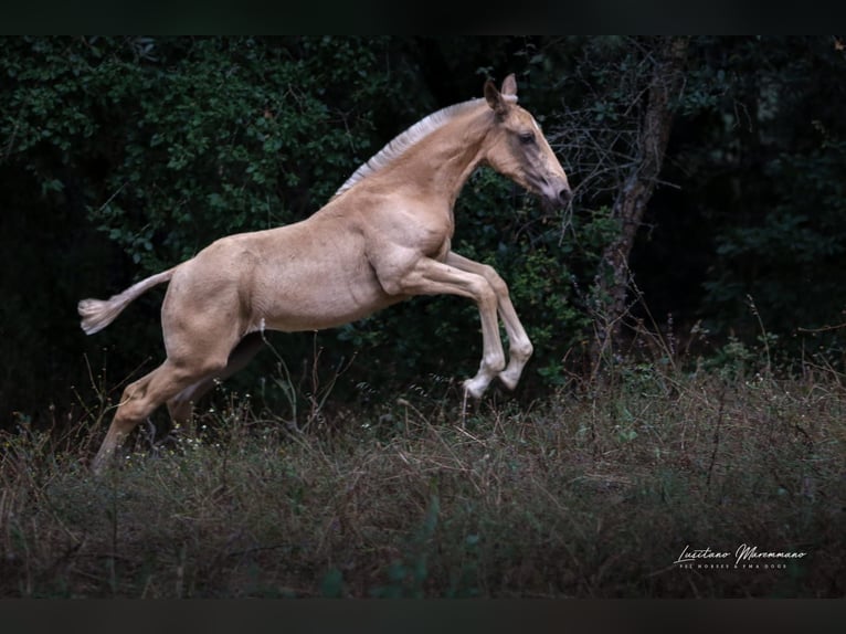 Lusitano Giumenta Puledri (04/2024) 163 cm Palomino in Rio Maior