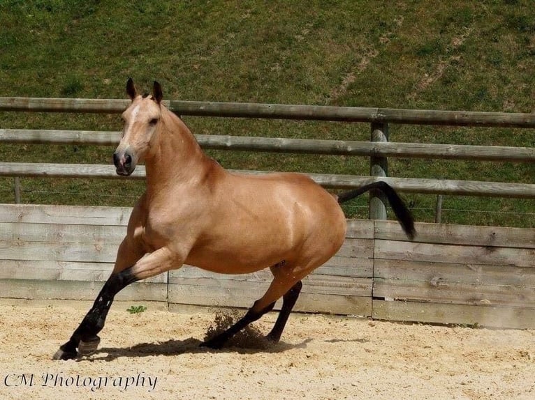 Lusitano Giumenta Puledri (08/2025) 164 cm Baio in Cul-des-Sarts