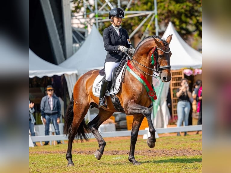 Lusitano Giumenta Puledri (04/2026) 165 cm Baio in Bredene
